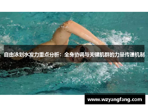 自由泳划水发力重点分析：全身协调与关键肌群的力量传递机制